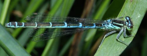 Coenagrion scitulum